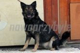 28.01.2014 DMOSIN PIES 54807